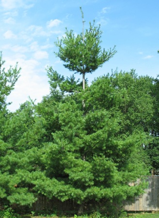 white pine pinus strobus