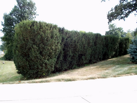 Hicks Yew