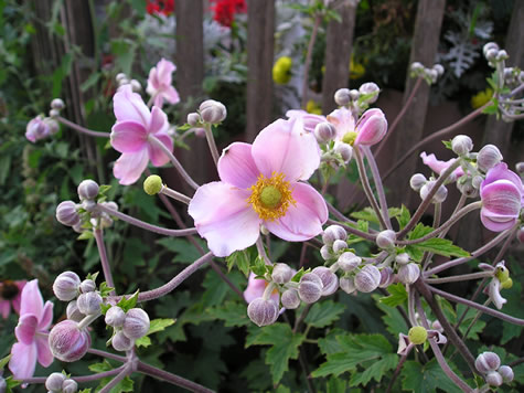 perennials texas flower beds perennials