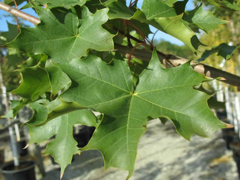 green fall leaf